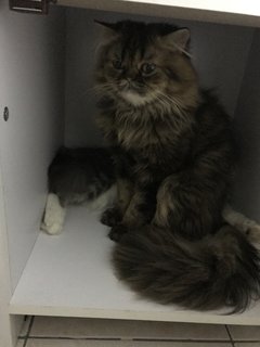 Toshi  - Persian Cat