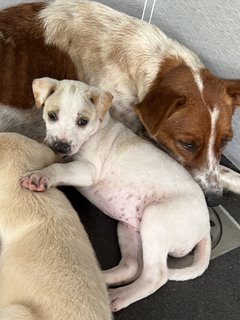 6 Puppies + Mom Available For Adoption - Mixed Breed Dog