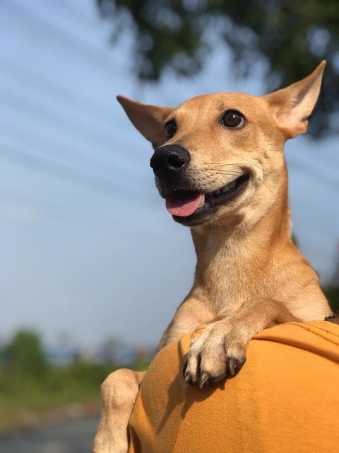 Maple - Mixed Breed Dog