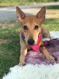 Maple - Mixed Breed Dog