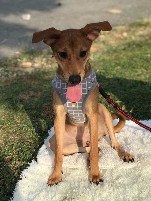 Ginger - Mixed Breed Dog