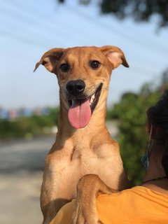 Ginger - Mixed Breed Dog