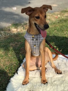 Ginger - Mixed Breed Dog