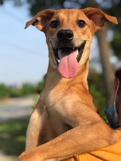 Ginger - Mixed Breed Dog