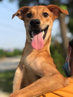 Ginger - Mixed Breed Dog