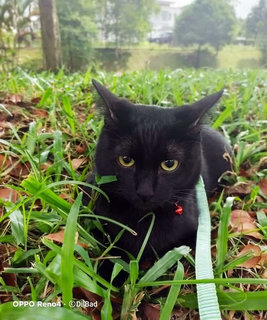 Gary - Domestic Short Hair Cat