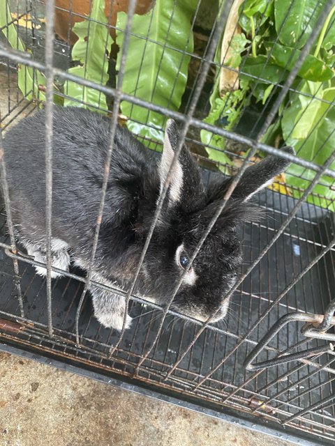 Blacky - American Rabbit