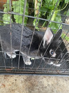 Blacky - American Rabbit