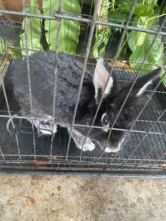 Blacky - American Rabbit