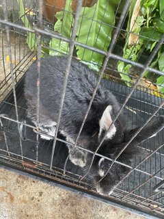 Blacky - American Rabbit