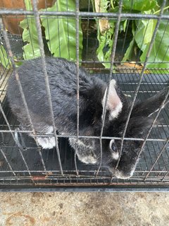 Blacky - American Rabbit