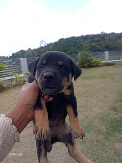 King - Mixed Breed Dog