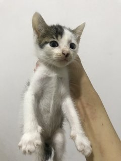 Baby Ginger &amp; Gumdrop - Domestic Short Hair Cat