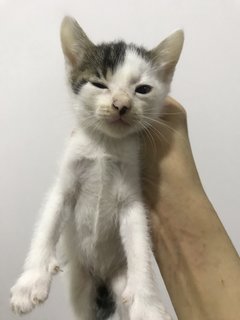 Baby Ginger &amp; Gumdrop - Domestic Short Hair Cat