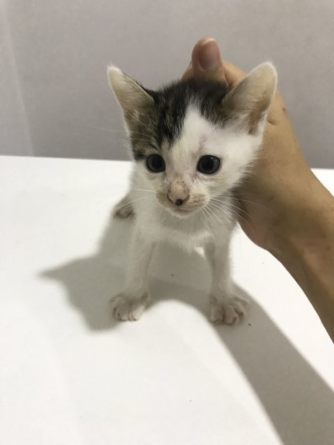 Baby Ginger &amp; Gumdrop - Domestic Short Hair Cat