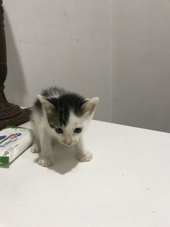 Baby Ginger &amp; Gumdrop - Domestic Short Hair Cat