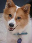 Cutie - Spitz Mix Dog