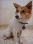 Cutie - Spitz Mix Dog