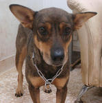 Tina 1 - Mixed Breed Dog