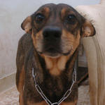 Tina 1 - Mixed Breed Dog