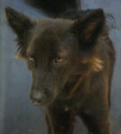 Shadow - Spitz Mix Dog