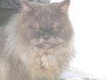 Pocenby - Persian + Domestic Long Hair Cat