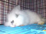 Poopee Princess - Angora Rabbit Rabbit