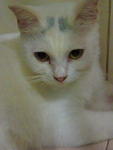 Bella - Turkish Angora + Tabby Cat