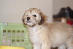 Bell - Dandi Dinmont Terrier + Poodle Dog