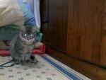 Jerry - Maine Coon + Domestic Long Hair Cat