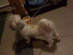 Tuffy is small-sized but macho.