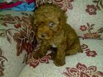 Toy Poodle-2month - Poodle Dog