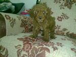 Toy Poodle-2month - Poodle Dog