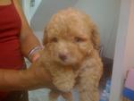 Brown Qq Toy Poodle - Poodle Dog