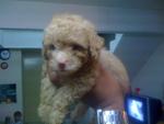 Coffee Grey 100% Shortleg Toypoodle - Poodle Dog