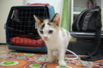 Adek Kecik (Found In Wangsa Maju) - Domestic Short Hair Cat