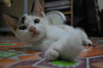 Adek Kecik (Found In Wangsa Maju) - Domestic Short Hair Cat