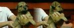 12 Cute &amp; Chubby Soldiers - Mixed Breed Dog