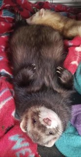 Ferret - Ferret Small & Furry