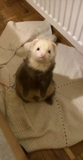 Ferret - Ferret Small & Furry