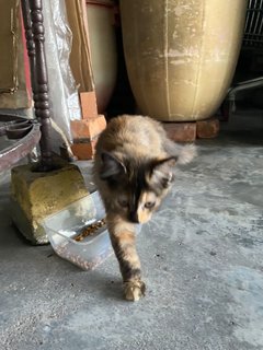 Tiger - Domestic Long Hair Cat