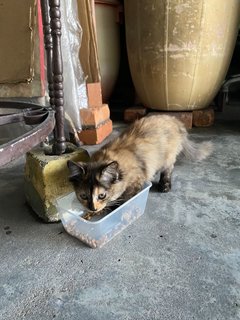 Tiger - Domestic Long Hair Cat