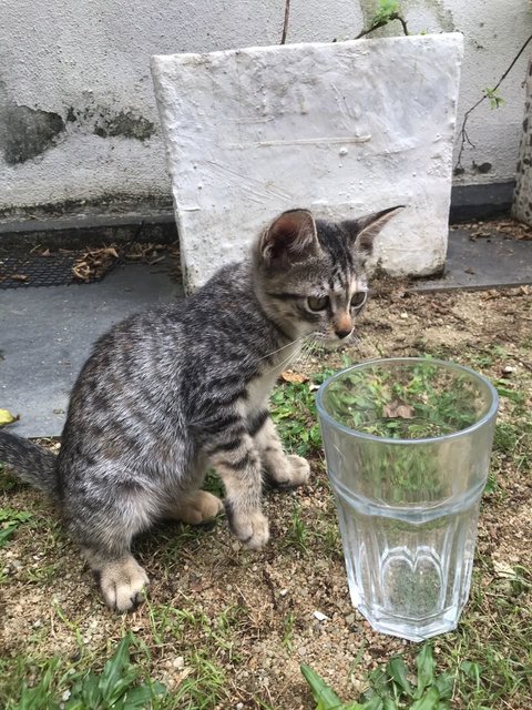 Yogi - Domestic Short Hair Cat