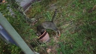 he reminds human to prepare toilet