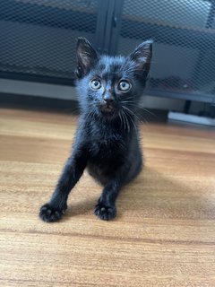 Parker🖤 - Domestic Medium Hair Cat