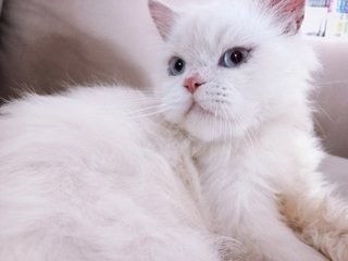 PF114019 - Persian Cat