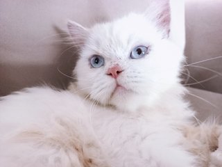 PF114019 - Persian Cat