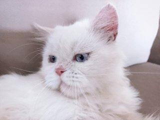 PF114019 - Persian Cat