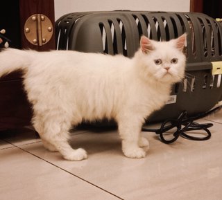 PF114019 - Persian Cat