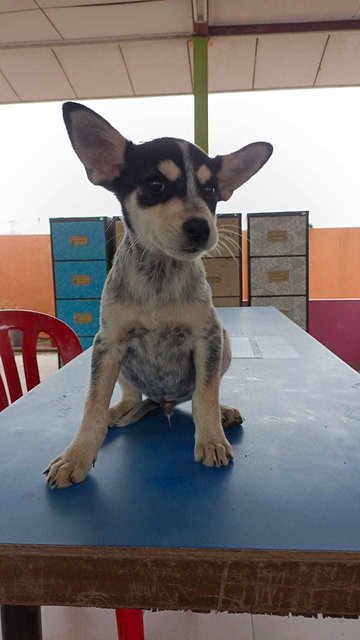 Fluffy - Mixed Breed Dog